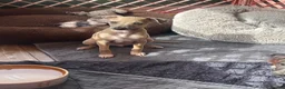 Italian Greyhound dogs for sale: Gorgeous KC Italian Greyhounds - Advert 12