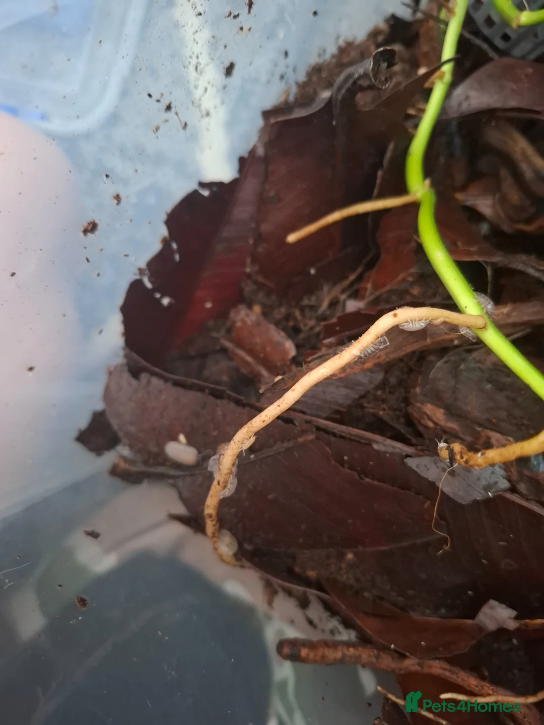 Isopods invertebrates for sale: Mixed isopods colonies - Advert 3