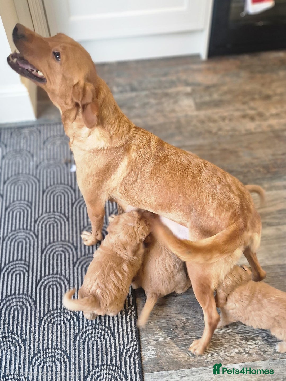 Labradoodle dogs for sale: Beautiful F1 Labradoodles - Advert 23