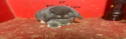 Mini Lop rabbits for sale: Mini lop baby rabbits ready now  - Advert 3