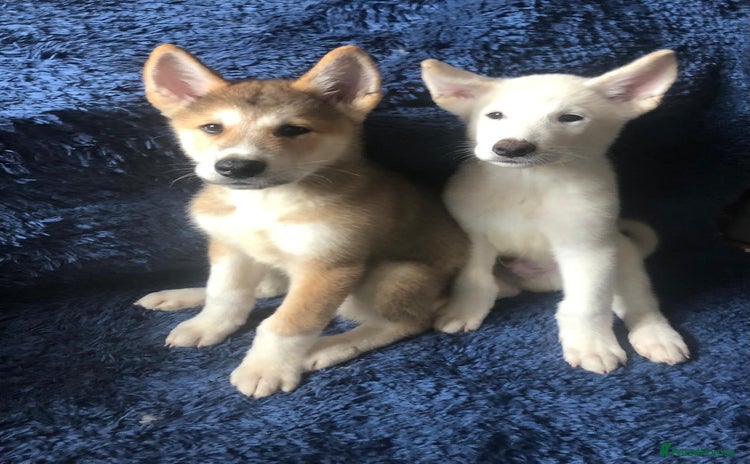 Japanese Akita Inu dogs - Advert 1