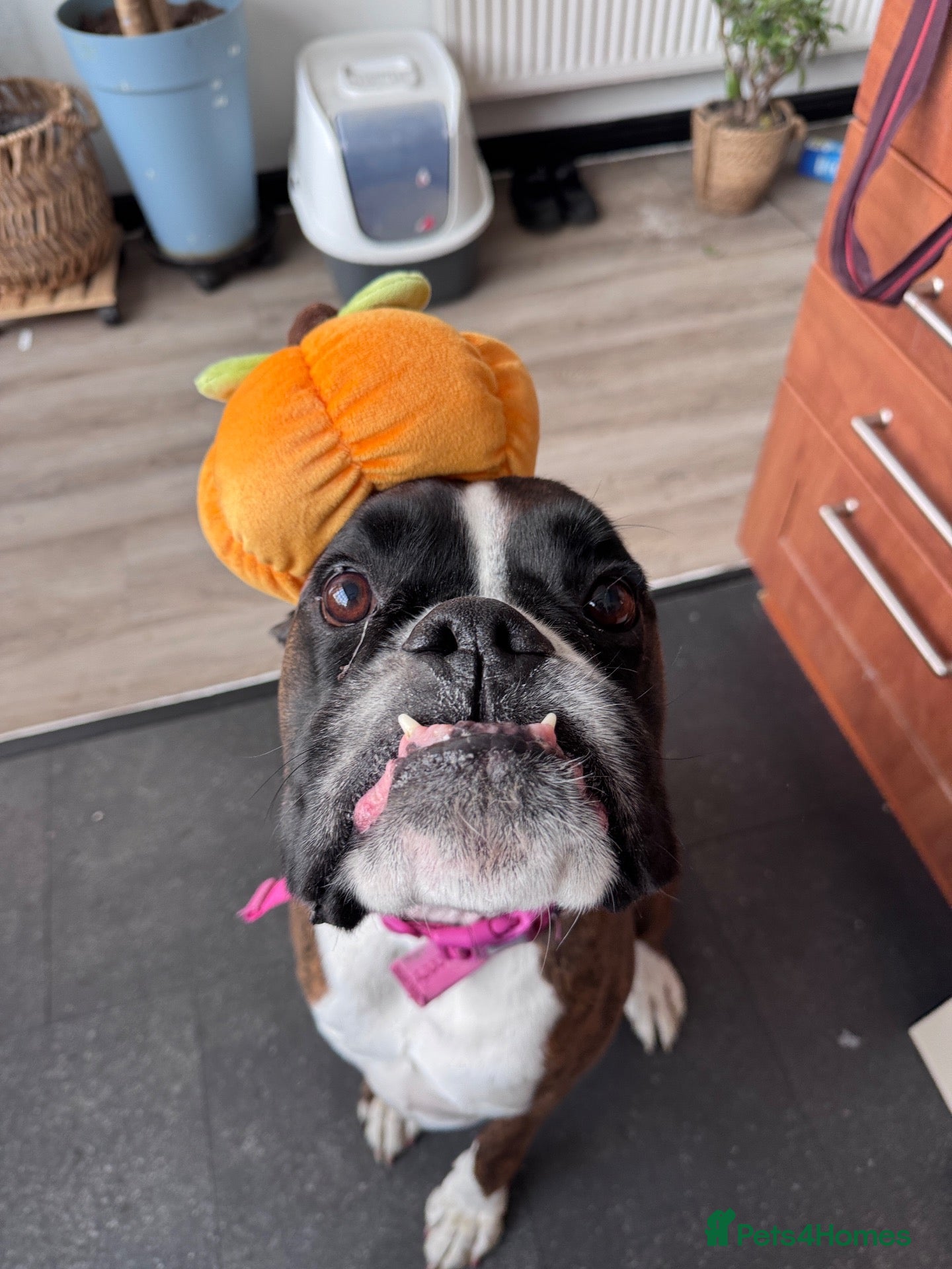 Boxer dogs Peggy needs a loving home  - Advert 3