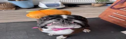 Boxer dogs for sale: Peggy needs a loving home  - Advert 1