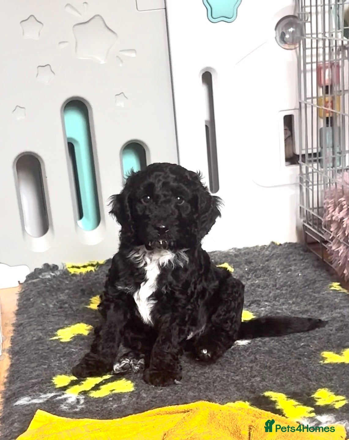 Goldendoodle dogs Best of Both Worlds • Goldendoodle x Cockapoo Boys - Advert 2