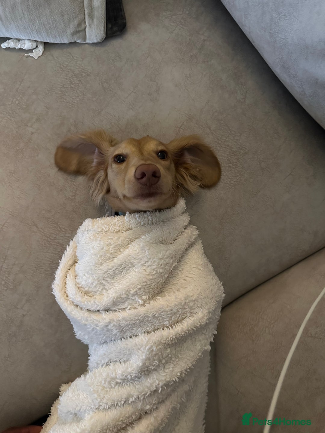 Miniature Dachshund dogs for sale: 9 Month Old Cream long haired Boy (Rehoming) - Advert 1