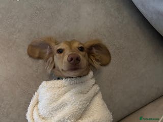 Miniature Dachshund dogs for sale: 9 Month Old Cream long haired Boy (Rehoming) - Advert 1