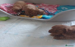 Cockapoo dogs for sale: F1 cockapoo puppies - Image 16