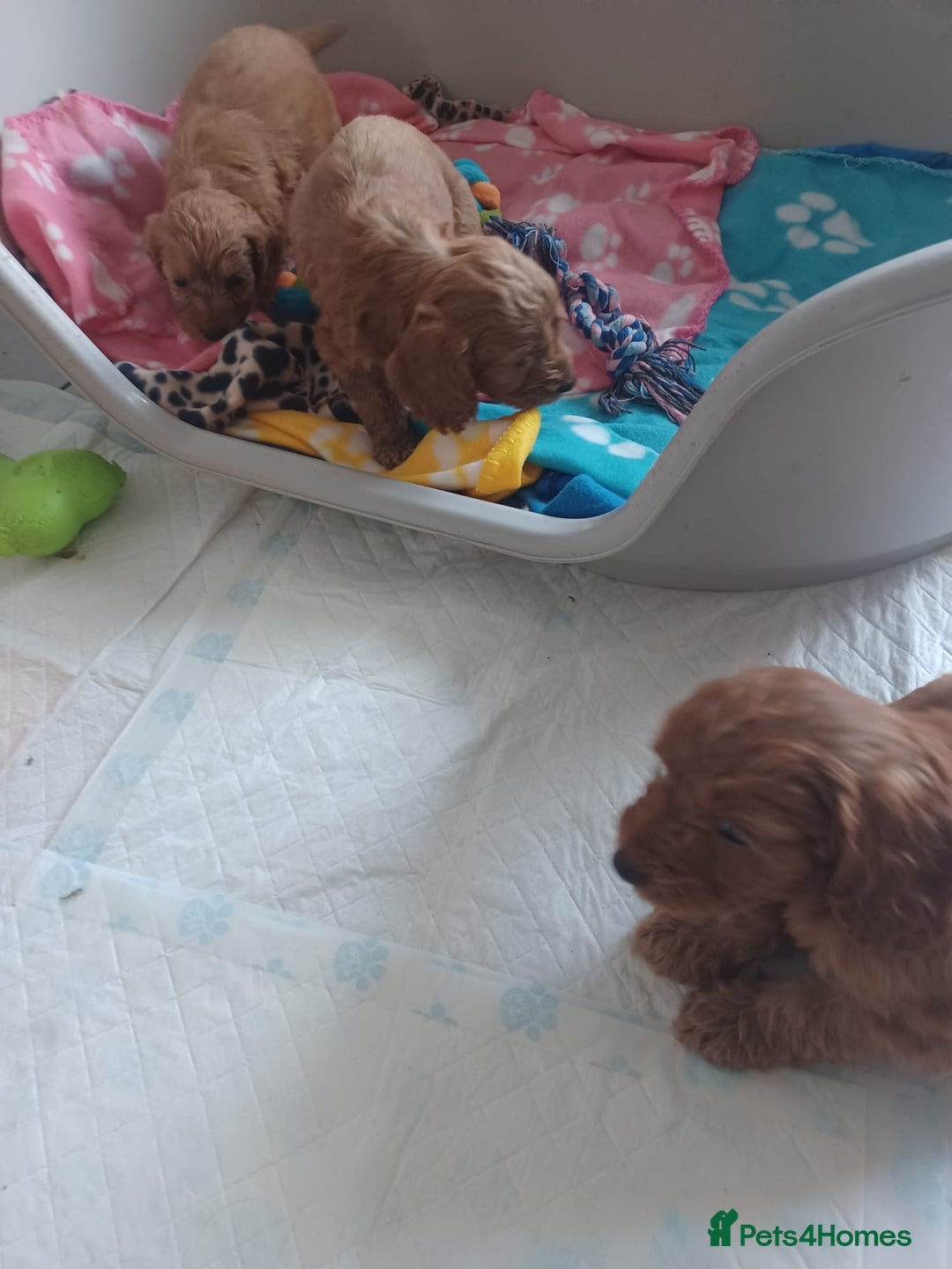 Cockapoo dogs for sale: F1 cockapoo puppies - Image 16