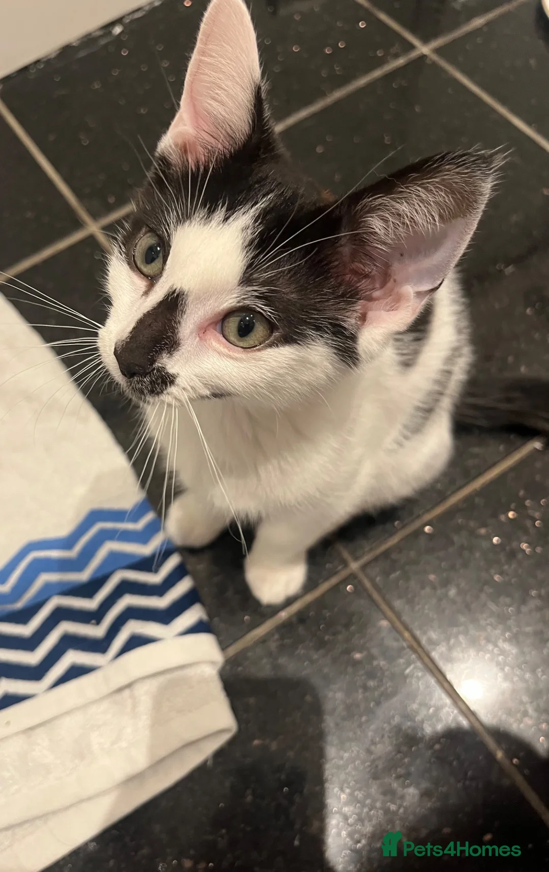 Mixed Breed cats for sale: Lovely Boy kitten is looking for home in Hounslow - Advert 2