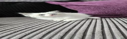 Ragdoll cats for sale: Stunning ragdoll kittens looking for new homes - Advert 8