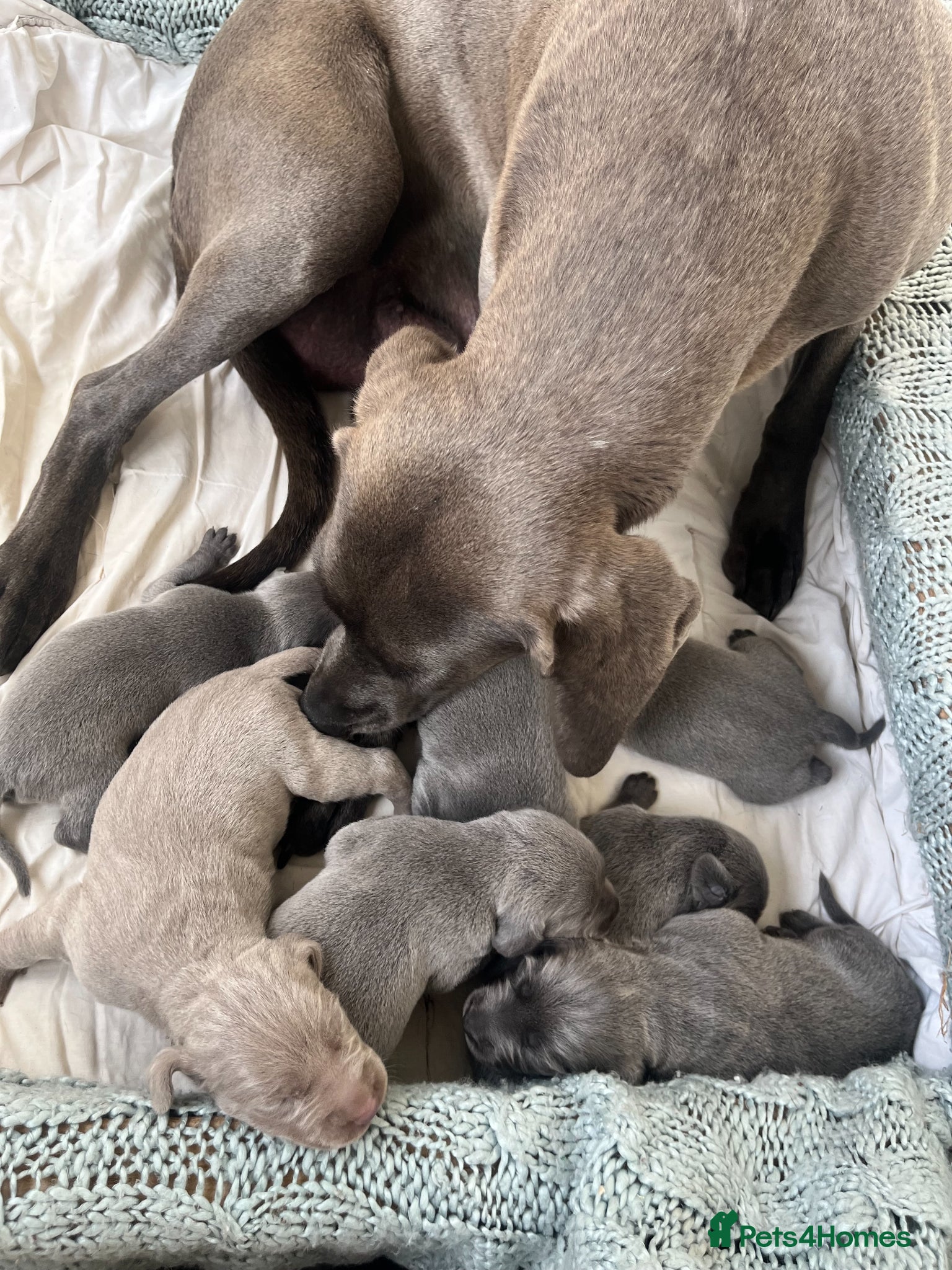Weimaraner dogs for sale: BLUE and SILVER Purebred pups from KC reg Weims - Advert 12