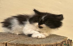 Scottish Fold cats for sale: REDUCED! QUICK SALE! Fluffy Scottish Straight ❤️  - Image 8
