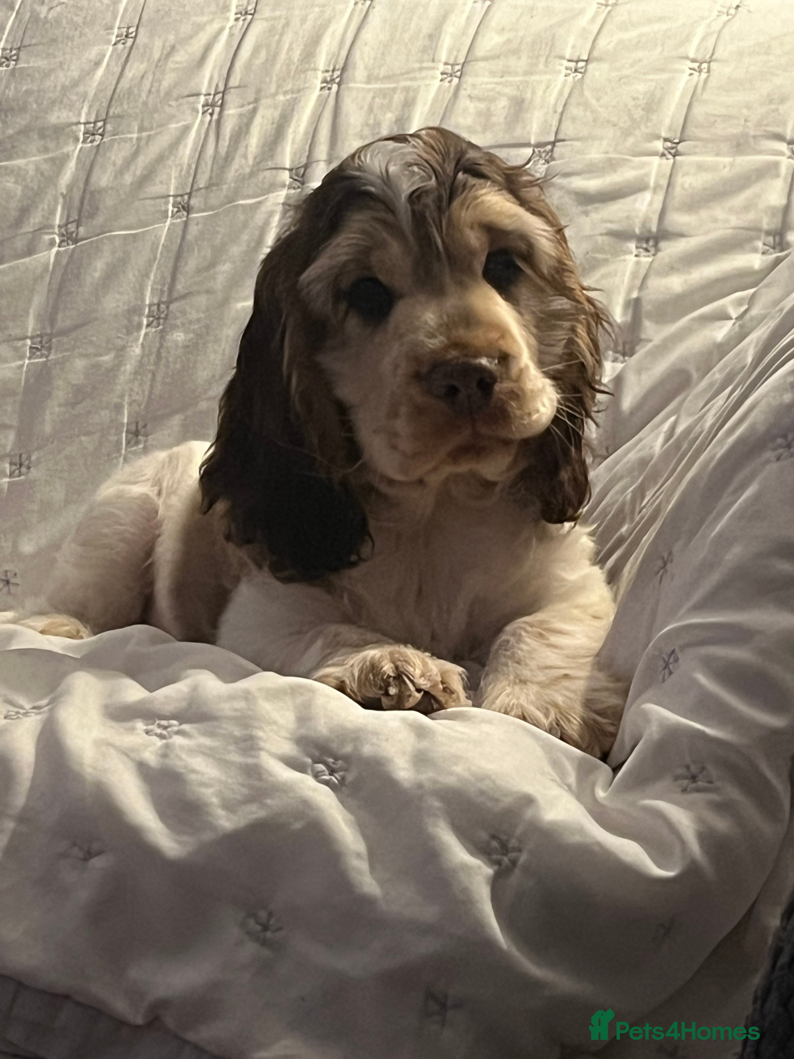 Cocker Spaniel dogs Quality English Show Cocker Spaniels (Serci Lines) - Advert 1