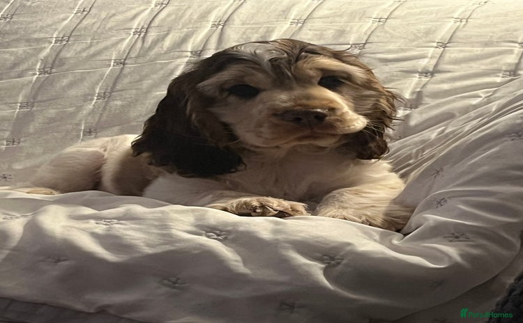 Cocker Spaniel dogs - Advert 8