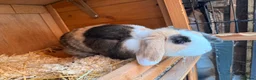 Lionhead rabbits for sale: Lop eared rabbit & lion head rabbit in Saint Helens - Advert 3