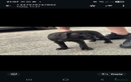 Cane Corso dogs for sale: Last 3 of the 10 cane cane corso puppys left  - Image 15