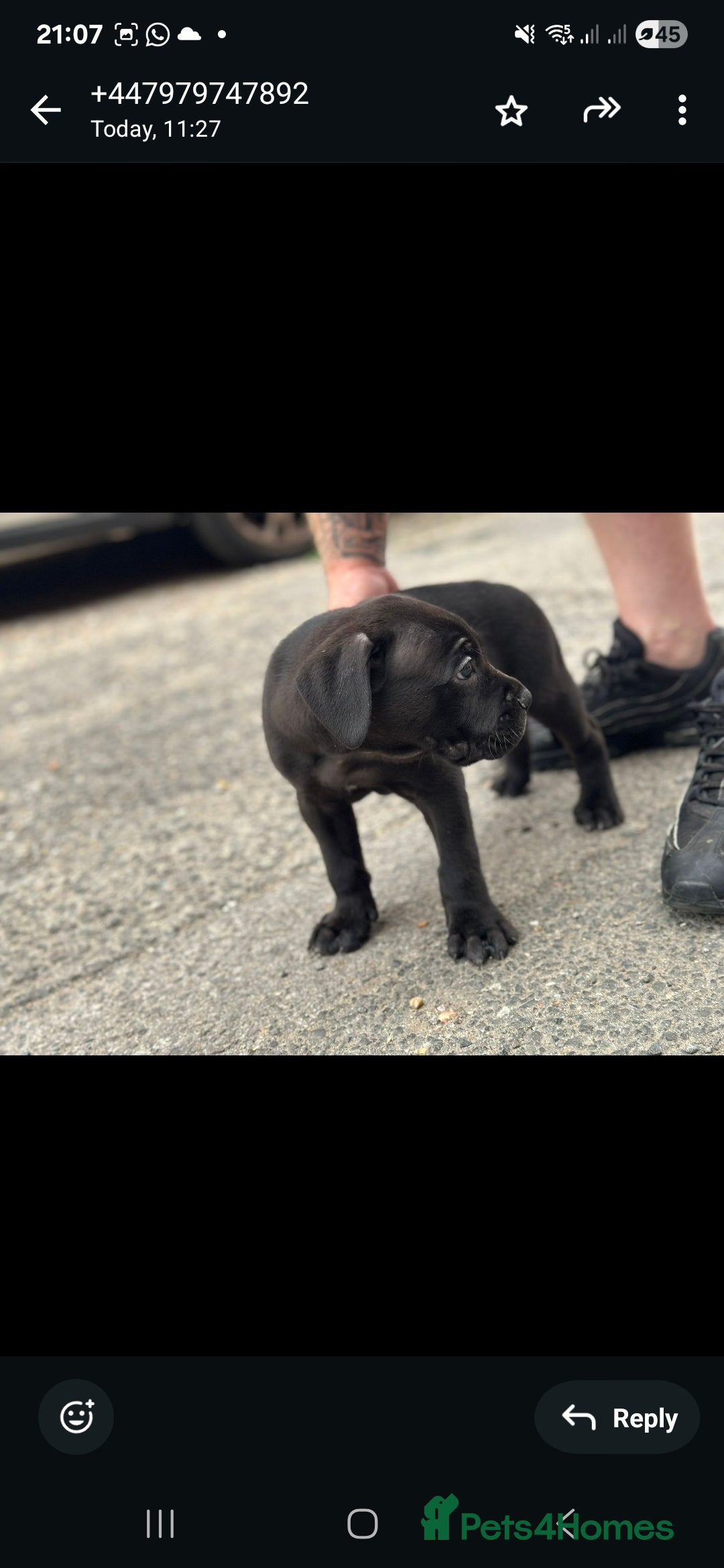 Cane Corso dogs for sale: Last 3 of the 10 cane cane corso puppys left  - Image 15