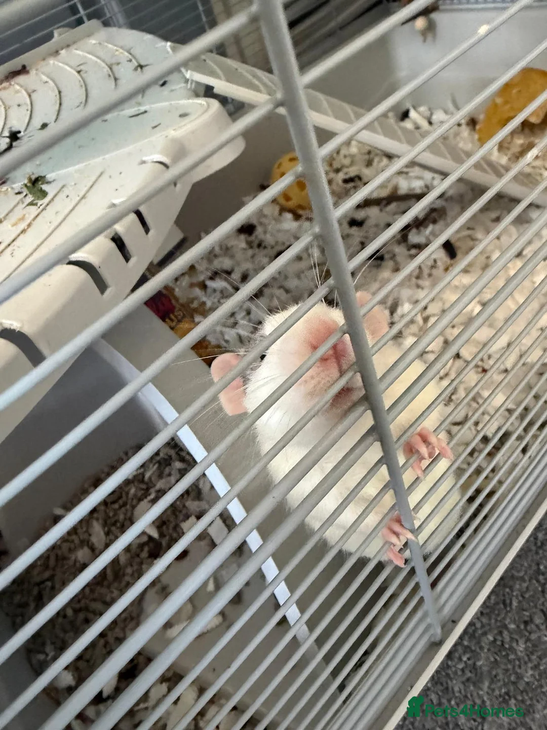 Rat rodents for sale: 2 male rats and cage in Gillingham - Advert 2