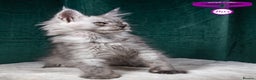 Maine Coon cats for sale: XL PEDIGREE TICA REGISTERED MAINE COON KITTENS - Advert 12