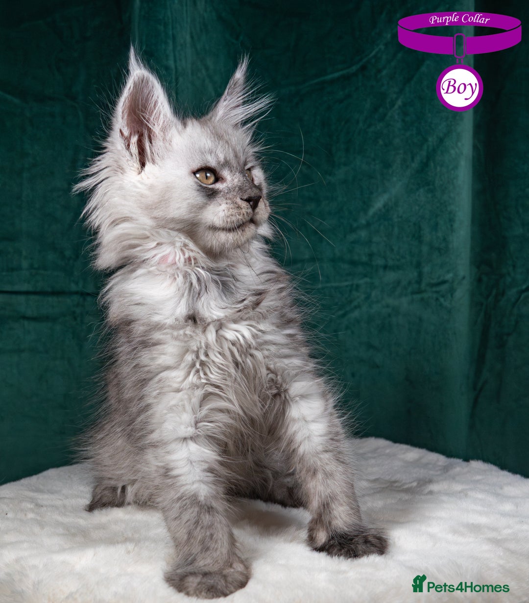 Maine Coon cats for sale: XL PEDIGREE TICA REGISTERED MAINE COON KITTENS - Advert 12