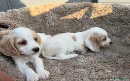 Cocker Spaniel dogs for sale: ⭐️READY TO LEAVE NOW - COCKER SPANIELS ⭐️ - Image 9