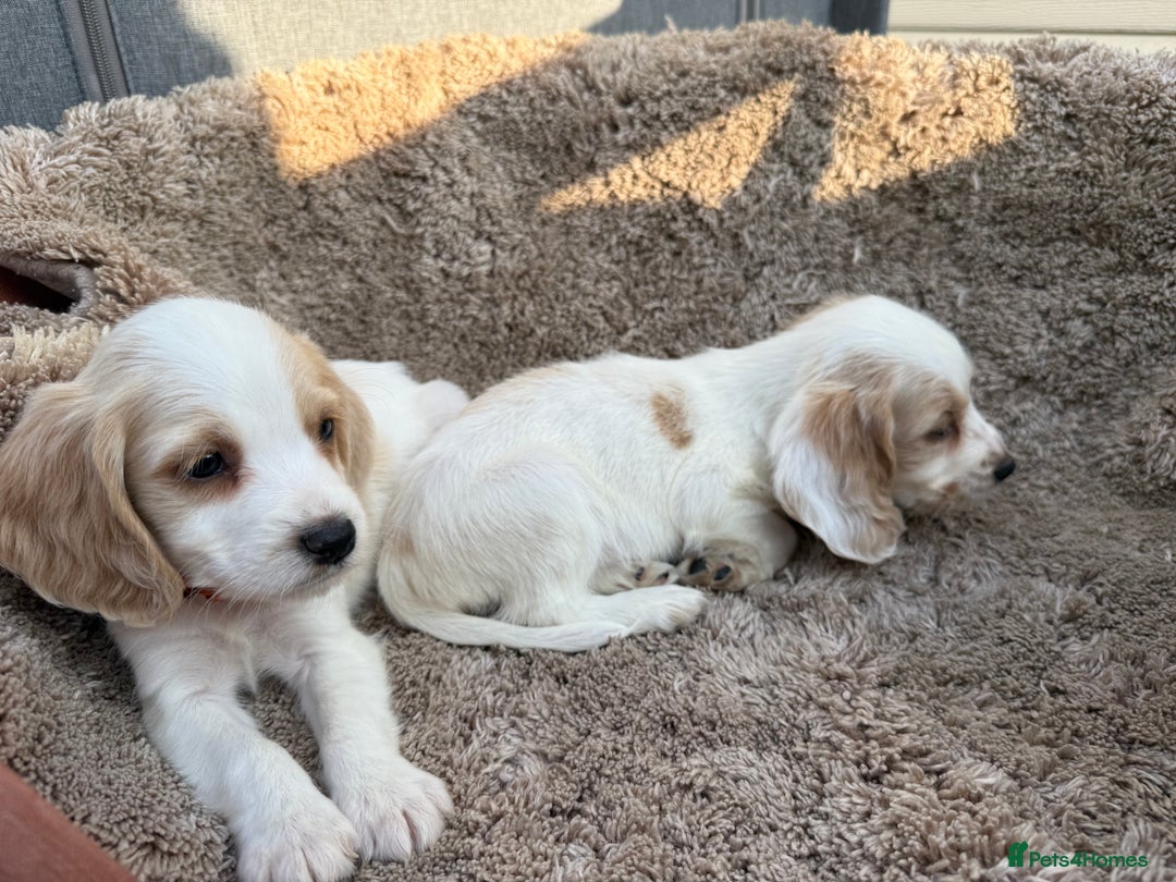 Cocker Spaniel dogs for sale: ⭐️READY TO LEAVE NOW - COCKER SPANIELS ⭐️ - Image 9