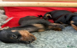 Miniature Dachshund dogs for sale: Beautiful Home Reared KC Reg Mini Daschunds - Image 14