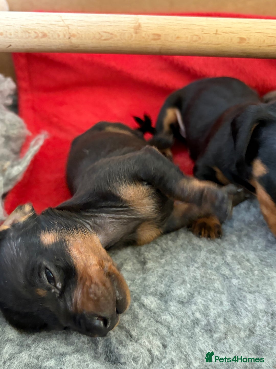 Miniature Dachshund dogs for sale: Beautiful Home Reared KC Reg Mini Daschunds - Image 14