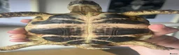 Tortoise reptiles for sale: Horsefield tortoise(s) for sale in Stirling - Advert 10