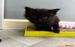 Mixed Breed cats for sale: 4 Beautiful Kittens for Sale - Image 2