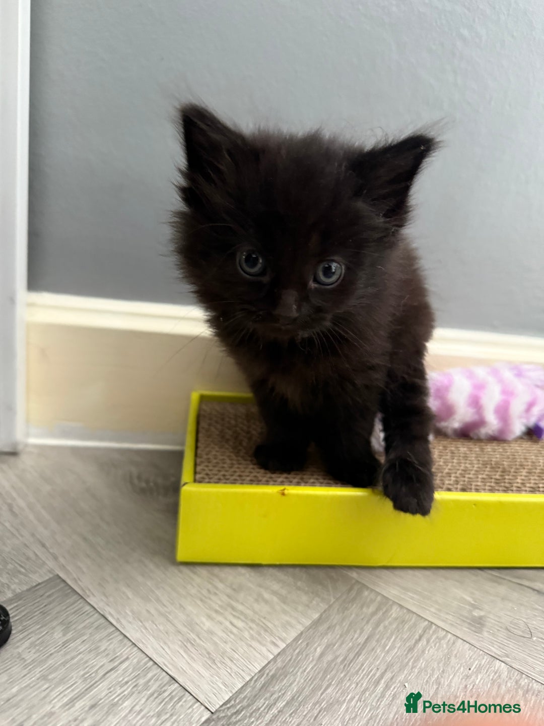 Mixed Breed cats for sale: 4 Beautiful Kittens for Sale - Image 2