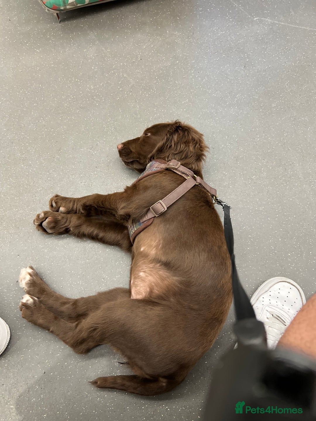Cocker Spaniel dogs for sale: A beautiful chocolate cocker spaniel girl - Image 7