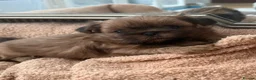 Shih Tzu dogs for sale: Tiny imperial shih tzu - Advert 12