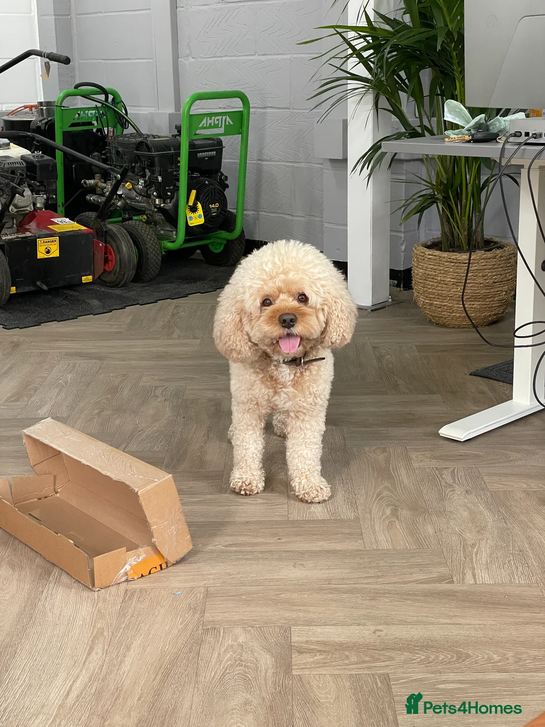 Cavapoo dogs for stud: Stunning Cavapoo Stud – Great Temperament - Advert 2