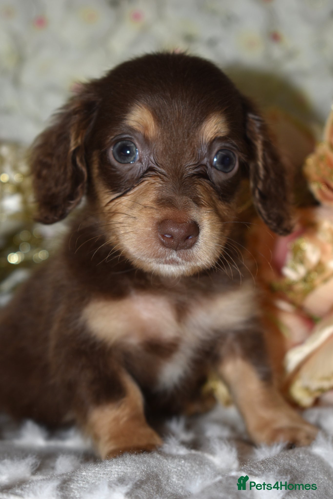 Miniature Dachshund dogs KC Long Coat Miniature Dachshund Puppies - Advert 2