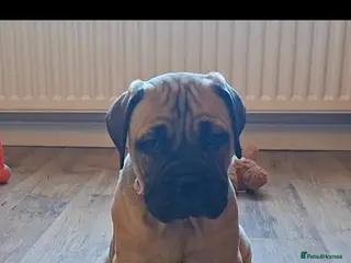 Bullmastiff dogs Exceptional litter of bullmastiffs - Advert 5