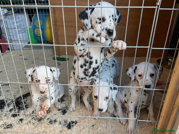 Dalmatian dogs - Advert 5