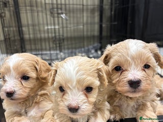 Maltipoo dogs 6 Gorgeous F1 Maltipoos for sale - Advert 18