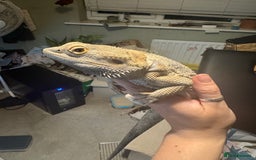 Bearded Dragon reptiles for sale: Male bearded dragons - Image 3