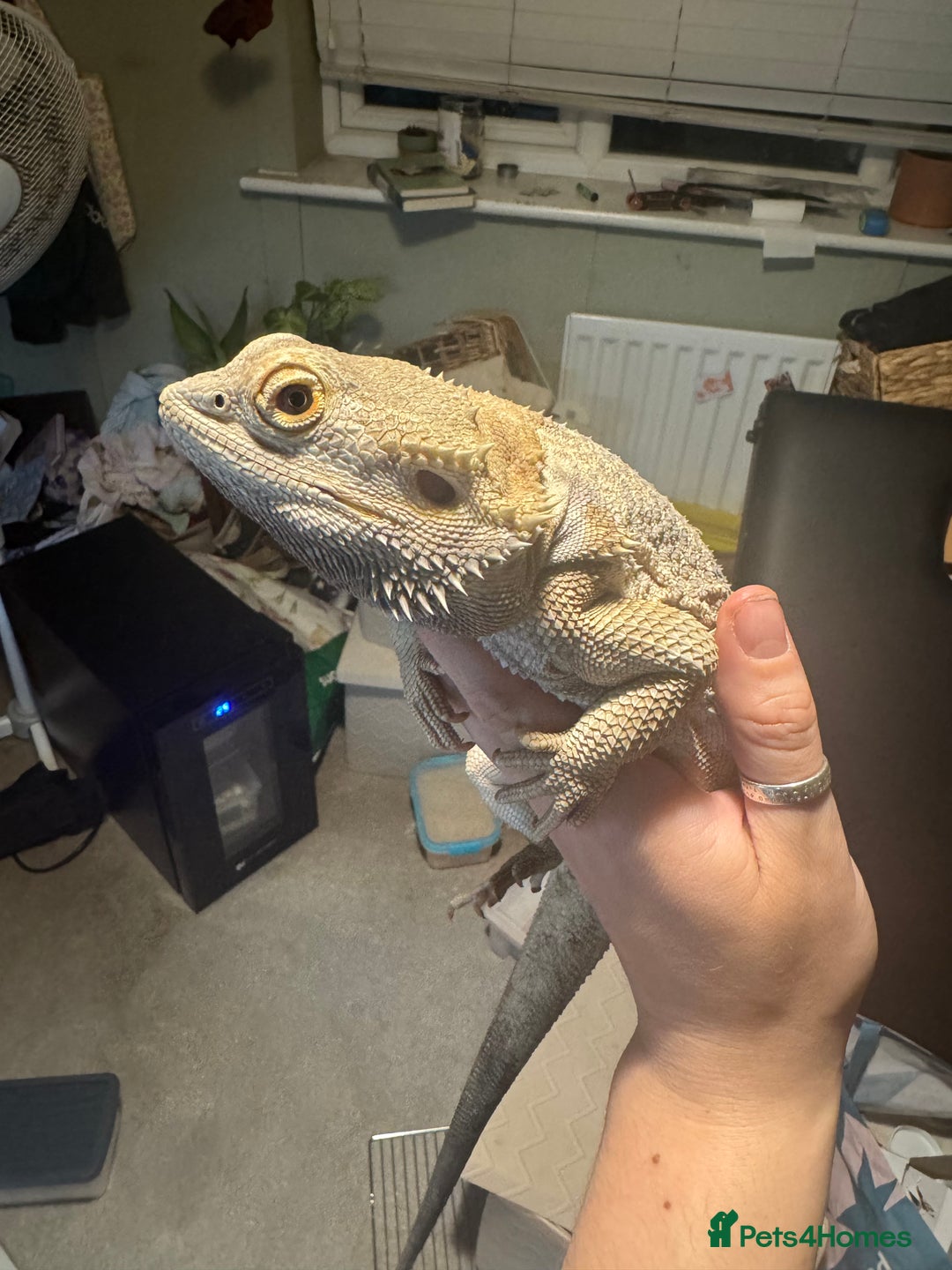Bearded Dragon reptiles for sale: Male bearded dragons - Image 3