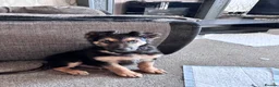 Mixed Breed dogs for sale: 10 week old male German shepherd x border collie  - Advert 3
