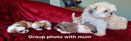 Shih Tzu dogs for sale: Miniature Shih-tzu's  - Advert 21