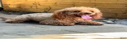 Toy Poodle dogs for sale: Toy poodle puppies - Advert 8