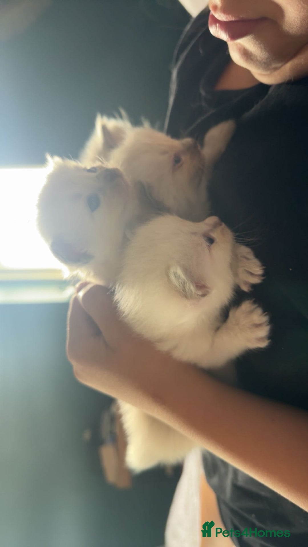 Ragdoll cats for sale: BEAUTIFUL RAGDOLL KITTENS - Image 8