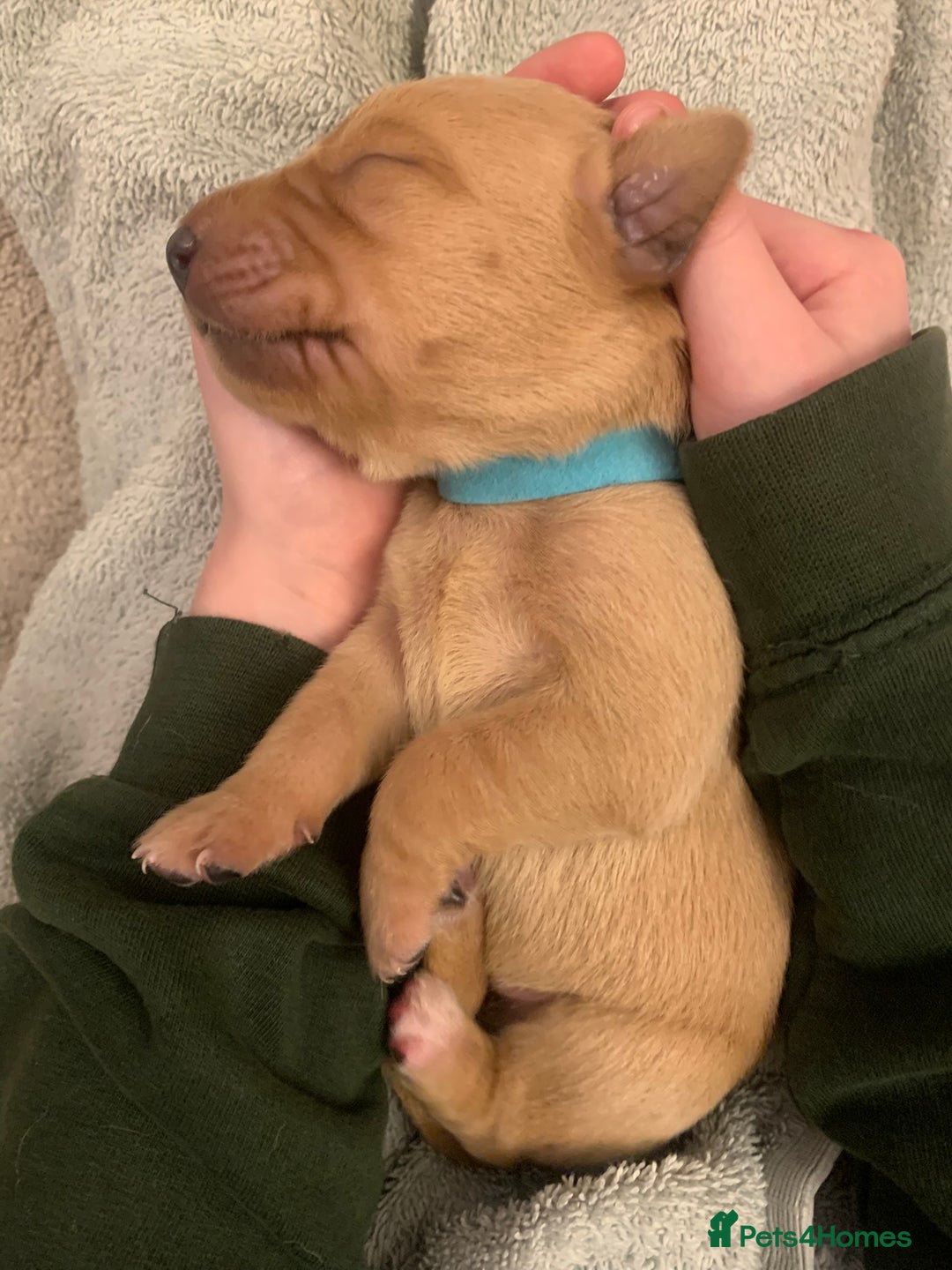 Labrador Retriever dogs for sale: ✨ Stunning 5 Male & 3 Female Fox Red Lab Puppies - Advert 7