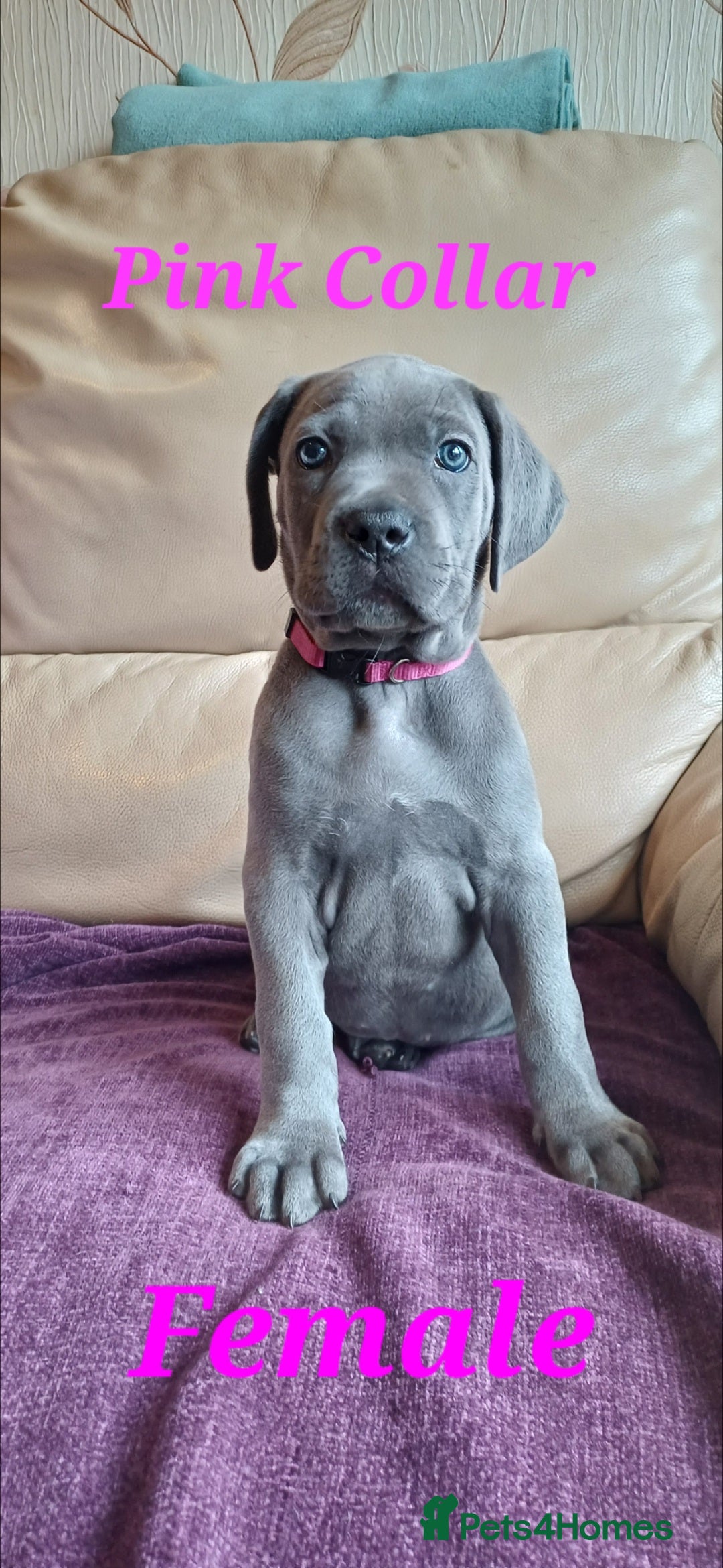 Cane Corso dogs for sale: Stunning 4th Generation Cane Corse Pups  - Advert 17