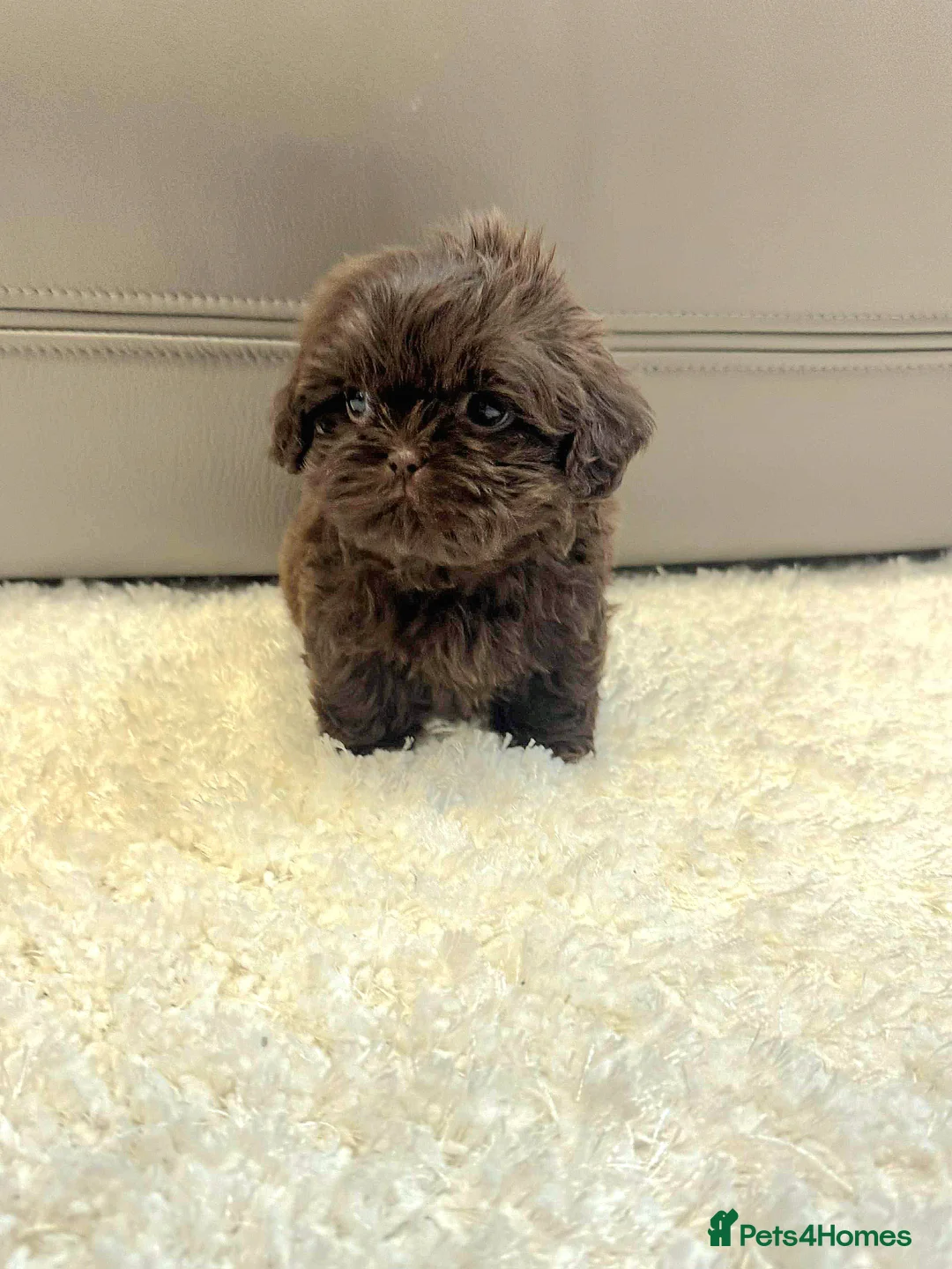 Shih Tzu dogs for sale: KC Registered Chocolate Imperial Shih Tzu Puppies - Advert 13