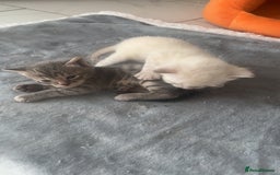 Bengal cats for sale: Beautiful boy remaining ready to go  - Image 11