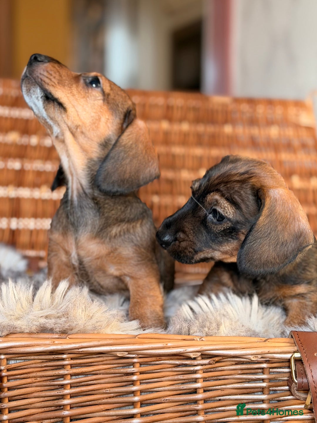 Miniature Dachshund dogs for sale: Miniature Wire haired Dachshund  - Advert 6
