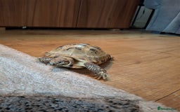 Tortoise reptiles for sale: Beautiful Horsfield tortoise and set up  - Image 3